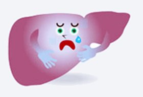 肝臓のイラスト