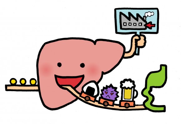 プリン体が多い食事を肝臓が処理しきれない